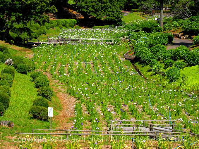 虹の郷の花菖蒲園