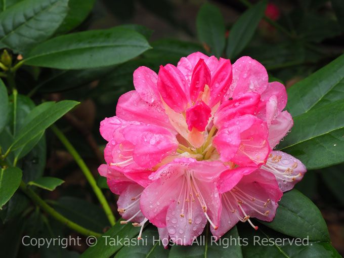 花木の王・花木の女王 シャクナゲ