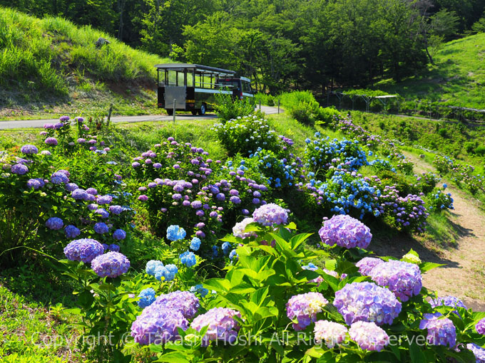 修善寺虹の郷に咲く紫陽花