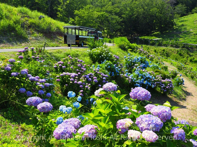 修善寺虹の郷に咲く紫陽花