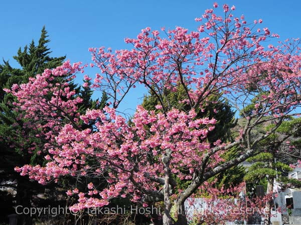 松原公園の土肥桜