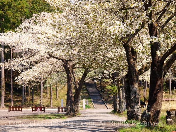 人穴富士講遺跡に咲く桜