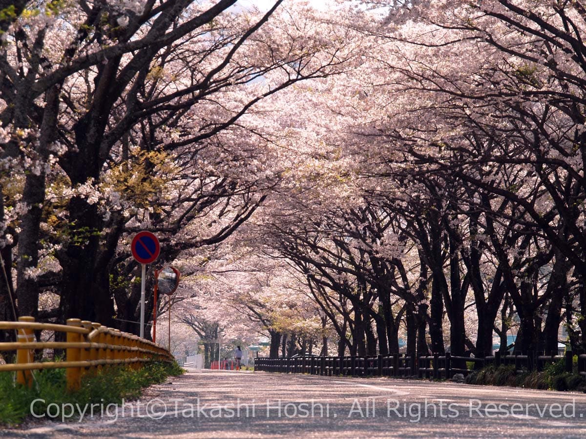 新桜トンネル