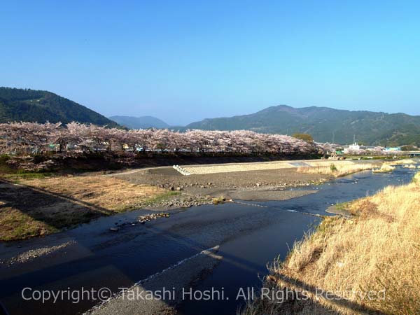 家山川沿いの桜並木