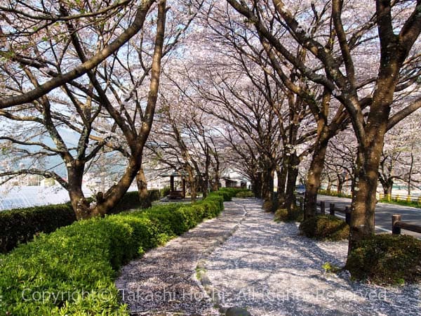 家山川緑地公園の遊歩道