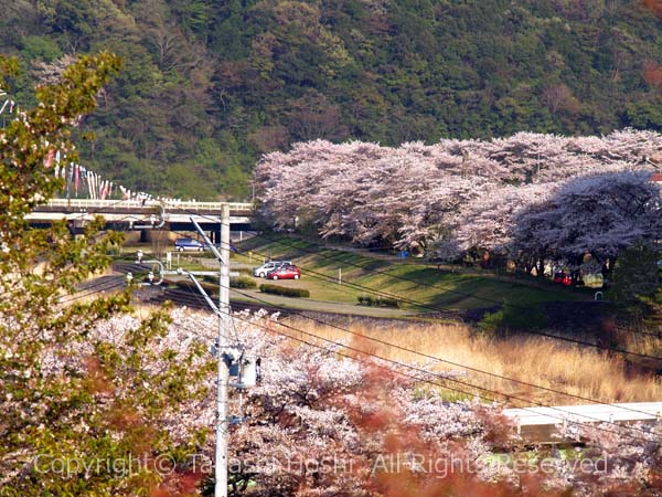 家山川対岸の桜並木の写真