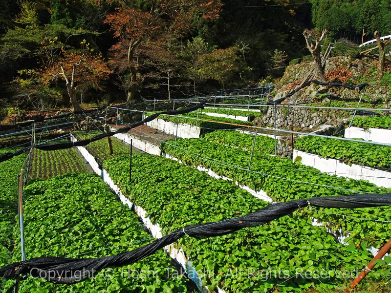 有東木のわさび田