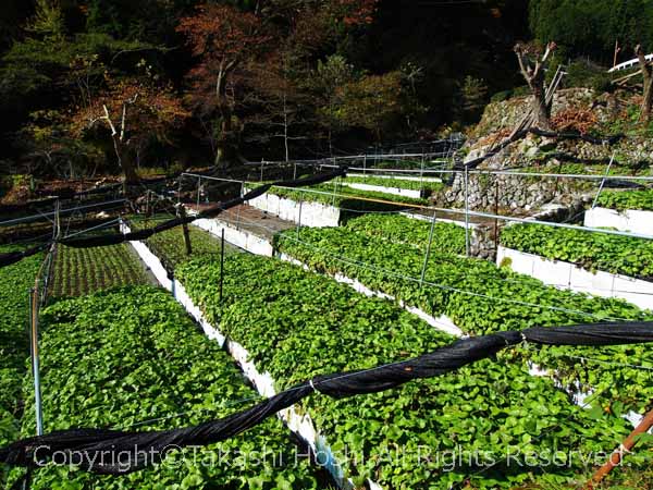 有東木のワサビ田