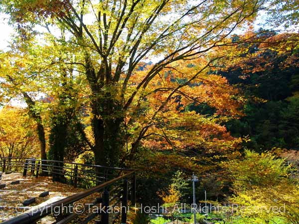 うつろぎ周辺の黄葉と紅葉