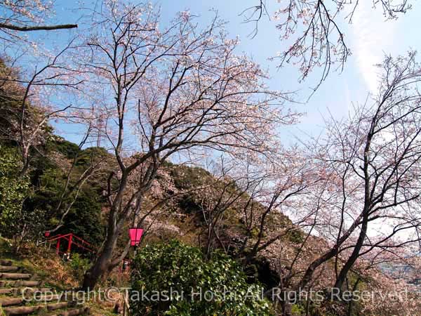 御殿山の桜の写真