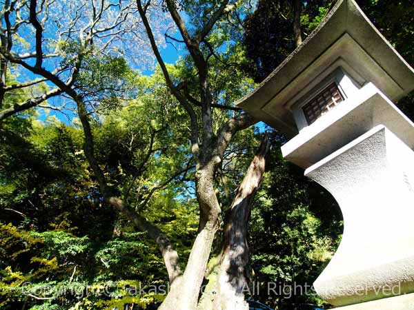 來宮神社の第二大楠