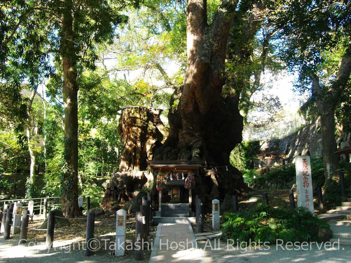 パワースポットの来宮神社の大楠