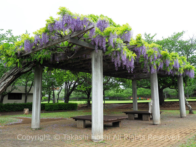 柏谷公園の藤棚