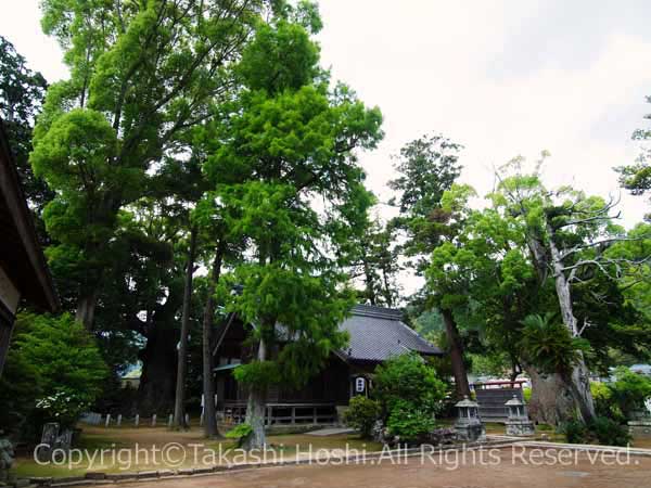 川津来宮神社の社殿を覆い隠す樹木の写真