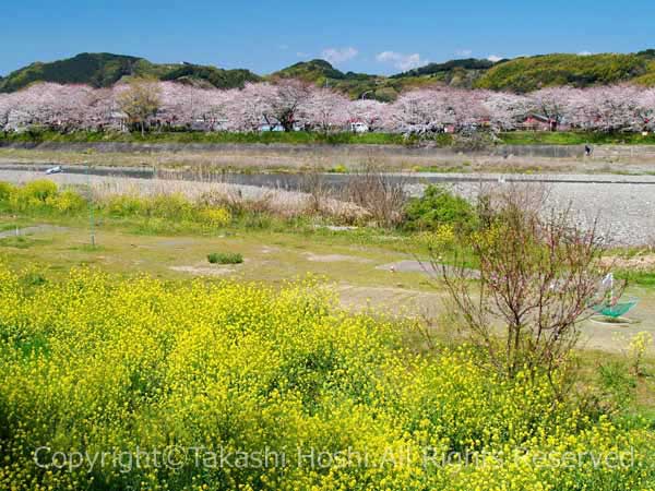 瀬戸川の河川敷