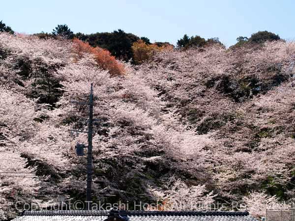 プチ吉野といった感じの金比羅山の写真