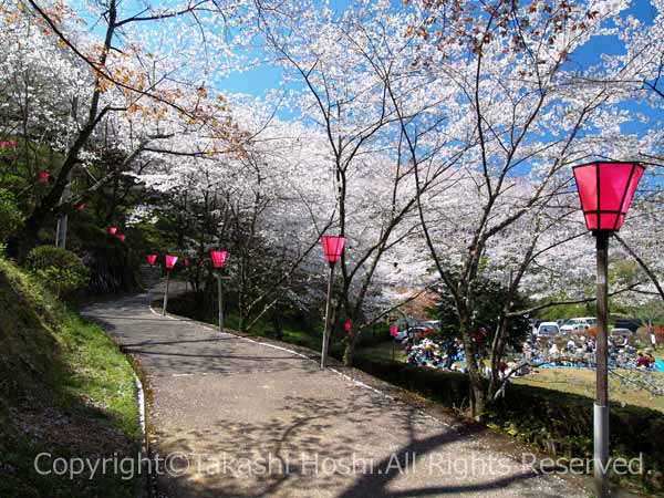 金比羅山緑地公園のつたの道