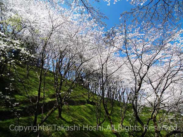 金比羅山を覆う桜の写真