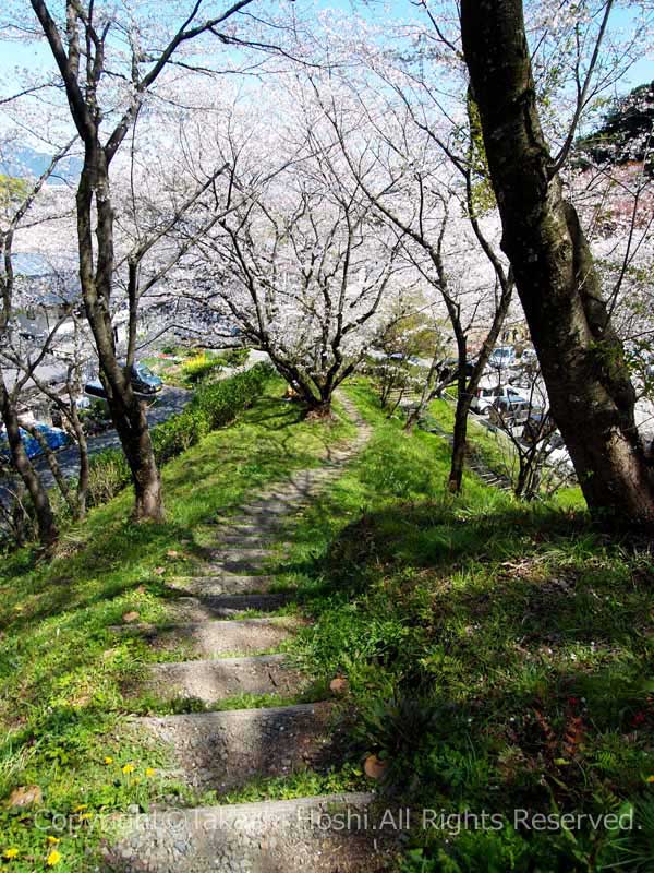 金比羅山緑地公園の桜の道の写真