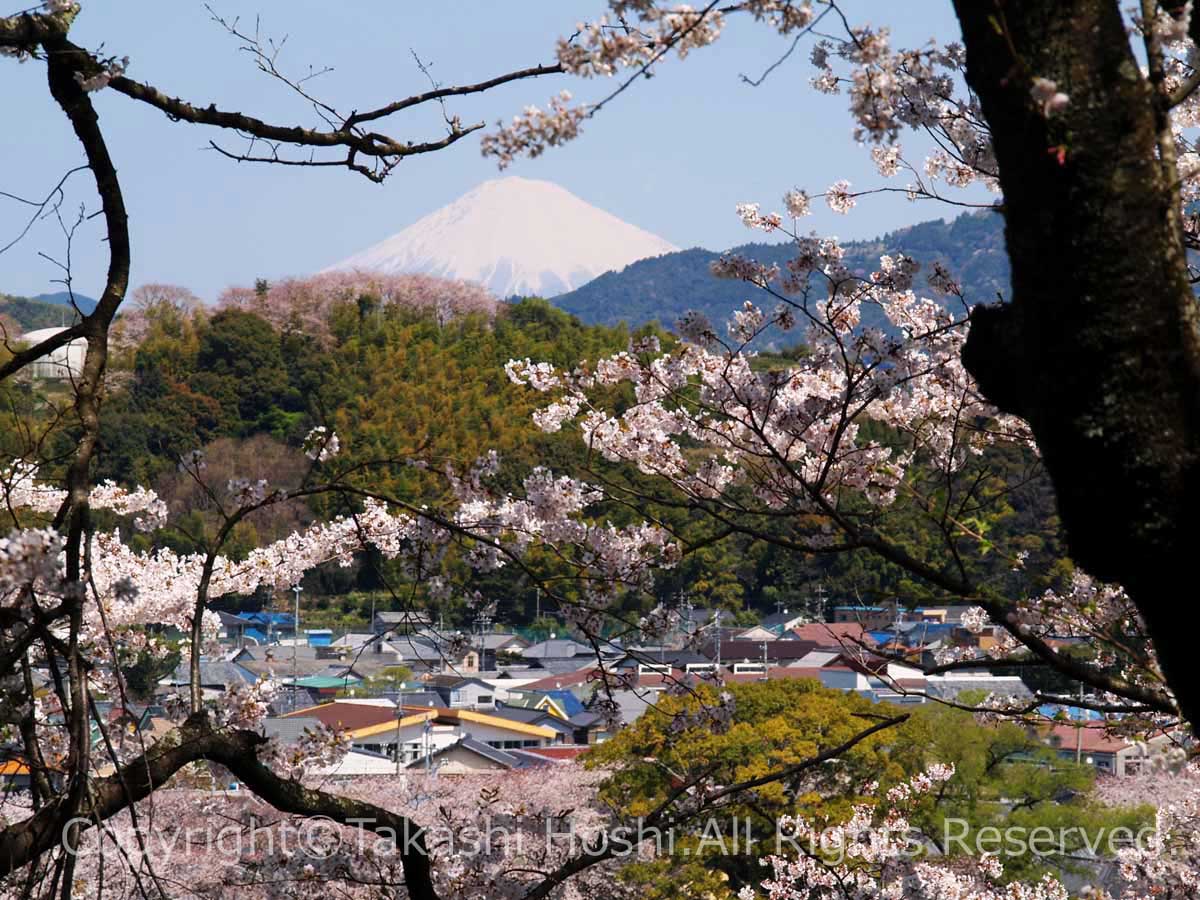 金比羅山緑地公園から望む富士山