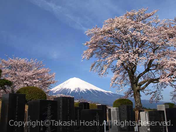 桜の花と富士山