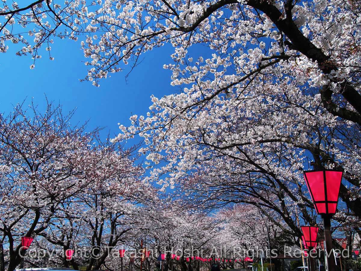 金比羅山・瀬戸川桜まつり