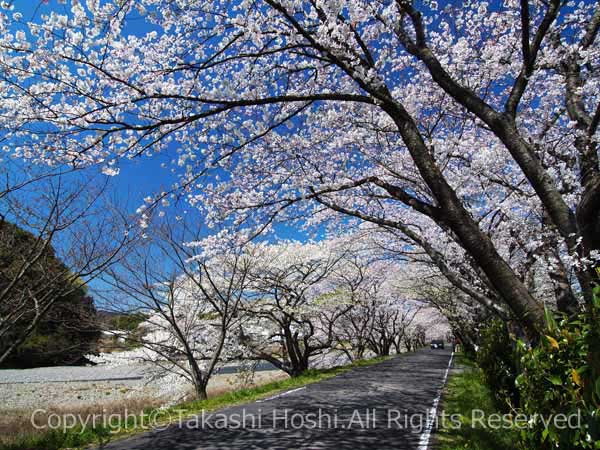 瀬戸川の桜並木