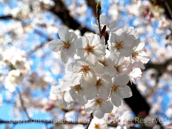 金比羅山・瀬戸川桜まつりの桜の花