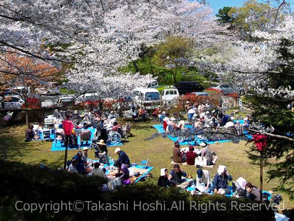 金比羅山・瀬戸川桜まつりのお花見風景