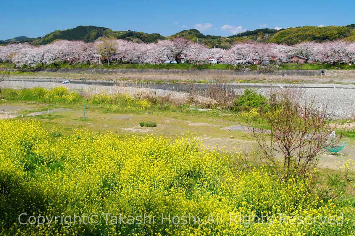 桜と菜の花の共演が見られる金比羅山・瀬戸川桜まつり