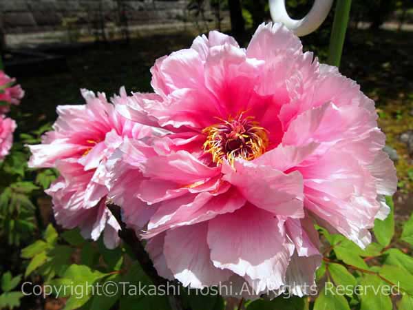 下条妙蓮寺