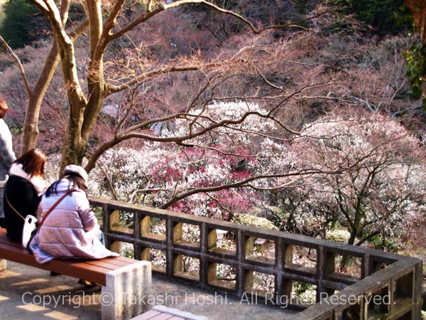 熱海梅園の紅梅・白梅