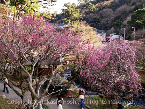 熱海梅園梅まつりの様子