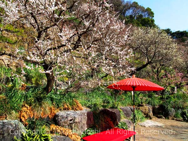 丸子梅園