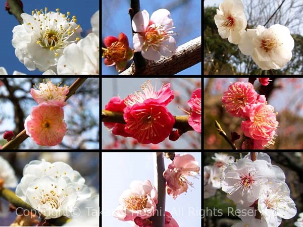 約340種800本もの梅が植わっていた丸子梅園の写真