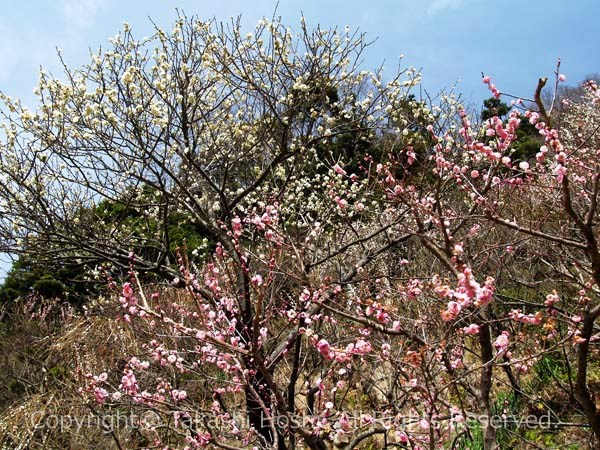 花の付きが素晴らしい丸子梅園