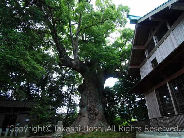 杉桙別命神社の大クス