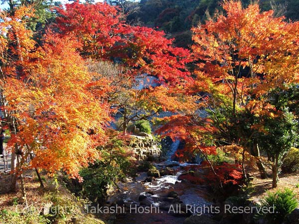 熱海梅園の紅葉