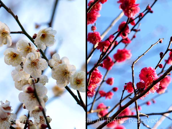 修善寺梅林の白梅・紅梅