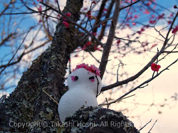 雪だるまと梅の写真