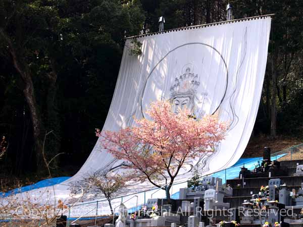 明星山大悟庵に咲く河津桜