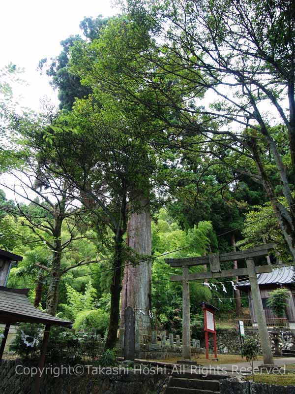 明星山大悟庵の御神木