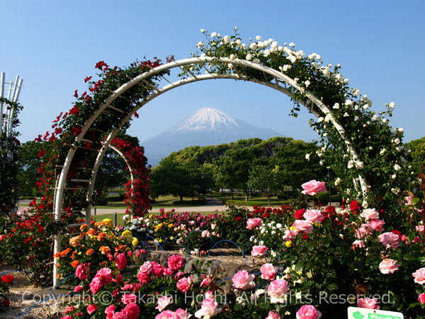富士市中央公園の芸術的なバラ園