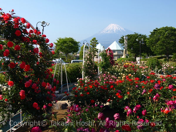 富士市民の花である中央公園のバラの写真