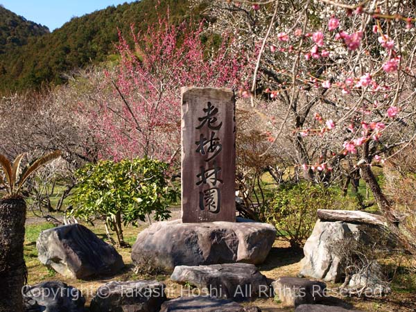 洞慶院梅園