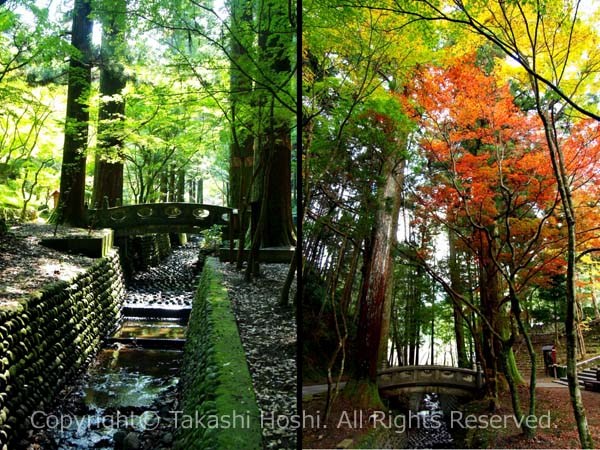 洞慶院 四本杉