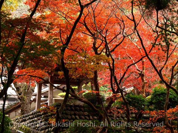 洞慶院の紅葉