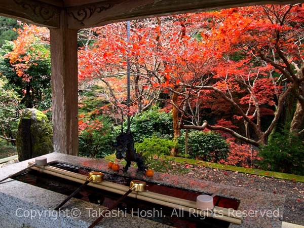 洞慶院 手水舎