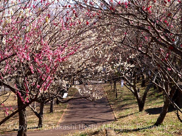 日本平梅園の梅トンネル