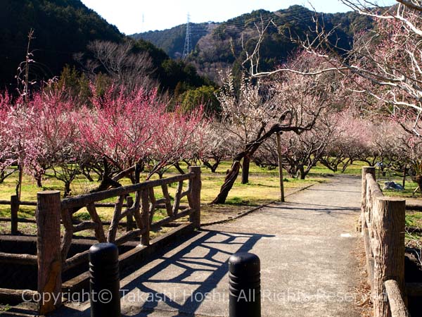 洞慶院梅園